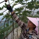 박진수농장 이미지