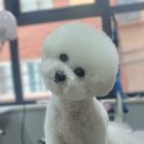 멍찌애견유치원 | 전포동 애견미용 꼼꼼하게 잘 하는 몽말순 이용후기