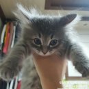 그루밍츄 이미지