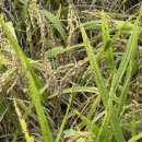 금산군농업기술센터 이미지