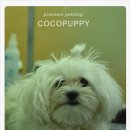 룰루 애견샵 이미지