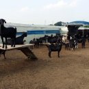 덕산 흑염소 농장 이미지