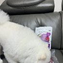 보라네야채 | 알로키친 디톡스베지 퍼플(13종 보라야채&유산균) 후기~