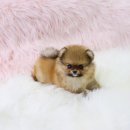 소문난 강아지 이미지