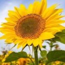 해님 바라기 해바라기 파종시기 개화시기 용도 효능 해바라기 축제하는 곳 이미지