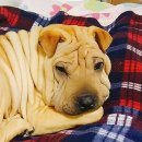 신성동물병원 이미지