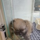 부산강아지분양 마이뭉 24시 | 부산강아지 &#34;부산강아지분양 마이뭉 24시&#34; 새로운 가족 탄생 후기