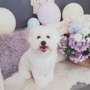 아모르디 | 꽃동이 미모 업그레이드 [전주 애견미용 아모르디 후기]