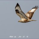 큰말똥가리 (Upland Buzzard) 이미지