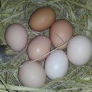 남산오리농장 이미지