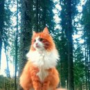 0916 오렌지색 고양이 이미지