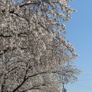 돌격꽃게장본점 | 어떻게 게장집이 벚꽃뷰?! 벚꽃길이 예쁜 칠곡 왜관 돌격꽃게장