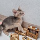 라온캣 대구고양이분양 낭만펫 강아지분양 대구점 | 라온캣 대구고양이분양 &amp; 낭만펫 강아지분양 대구점에서 사랑스러운 반려동물 만나보세요! 🐾