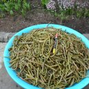 제주도 고비 이미지