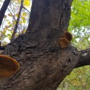 황금버섯 이미지