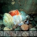 문어사냥 Daum카페