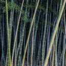 태화강국가정원 이미지