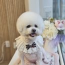 방울이네 펫살롱 이미지