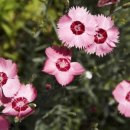 유니스의정원 이미지