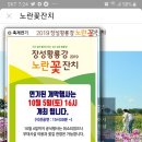 장성황룡강 노란꽃축제~개막식 변경 5일 3-4시♡ 이미지