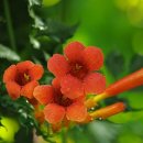 포곡로9 이미지