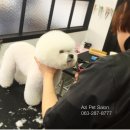 아지펫살롱 이미지