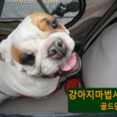 보라애견미용실 - 평택시 안현로서6길 5 | 보라애견미용실
