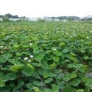 봉정연꽃마을 이미지