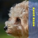 뽀송하랑 | 6개월 만의 대변신! 강아지 미용 후기 양산 강아지 미용실 추천