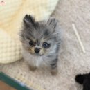 테일러퍼피 이미지