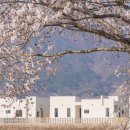 강아지풀 애견 이미지