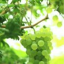 우물가의 미소 이미지