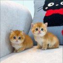 캣스토리고양이분양