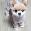 귀엽개귀엽냥 이미지