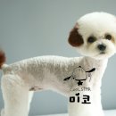 브라운 펫살롱 이미지