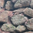 하동 | 경남 하동 삼성궁 후기