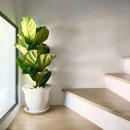 좋은나무 이미지