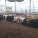 필수농장 이미지