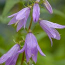 잔대(Platycodon grandiflorus var. grandiflorus) 이미지