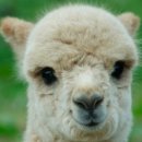 펫살롱 토비몰리 이미지