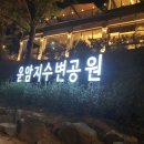 울릉도회참치
