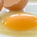 노른자 이미지