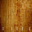 세계의 명소와 풍물 138 캘리포니아, 화이트 마운틴의 고대 브리슬콘 소나무 숲 이미지