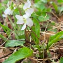 들꽃나라 이미지