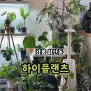 하이플랜츠