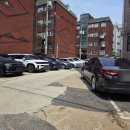 서부흑염소 이미지