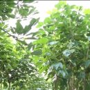 황칠사랑 이미지