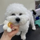 이서 강아지미용실 추천/김제 애견미용 잘하는곳/ 요촌동 비숑 미용 맛집/ 김제 비숑 귀툭/요촌동...