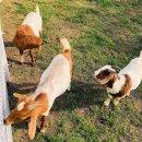 현도농장 | 중국 시안 바차오구(灞桥区)의 색다른 여행 코스