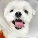 강일웅동물메디컬센터 네이버블로그